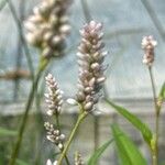 Polygonum lapathifolium Flor