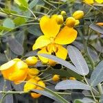 Senna pendula Λουλούδι