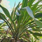 Cordyline mauritiana Hoja