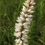 Aletris farinosa Virág