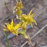 Sedum stenopetalum Blodyn