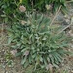 Phacelia hastata Hábitos