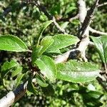 Prunus spinosa Levél