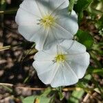 Convolvulus arvensis花