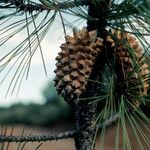 Pinus attenuata Frucht