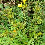 Helianthemum oelandicum Blomma