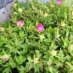 Paeonia × suffruticosa Συνήθη χαρακτηριστικά