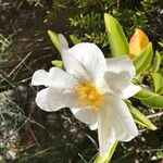 Rosa laevigata Blomst