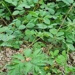 Rubus nemoralis Листок