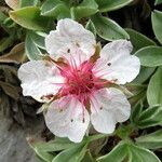 Potentilla nitida Flower