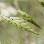 Bromus commutatus Fruit