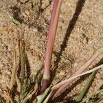 Panicum dichotomiflorum Otro