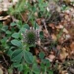 Trifolium hirtum Žiedas