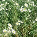 Erigeron strigosusFloare