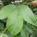 Passiflora manicata पत्ता