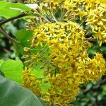 Roldana petasitisFlower