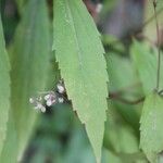 Ageratina riparia 葉