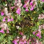 Teucrium marum 花