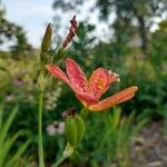 Iris domesticaBloem