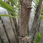 Bactris gasipaes Corteza