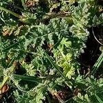 Erodium cicutarium Leaf