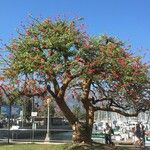 Erythrina speciosa Pokrój