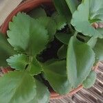 Kalanchoe miniata Лист