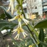 Sarcococca ruscifolia Fiore