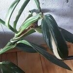 Monstera lechleriana Ліст