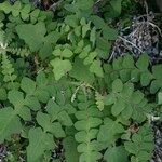 Sonchus radicatus Habitus