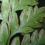 Pteris repens Blatt