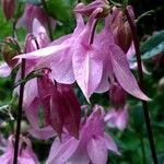 Aquilegia vulgaris Flower
