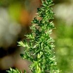 Achillea nobilis Leaf