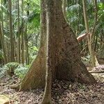 Ceiba pentandraCorteccia