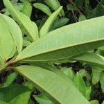 Miconia longifolia Лист