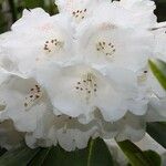 Rhododendron anwheiense