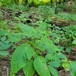 Circaea canadensis Fleur