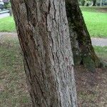 Crataegus mollis Bark