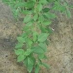 Cornus macrophylla Hostoa