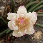 Lewisia rediviva Blodyn