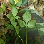 Rubus saxatilis Folha