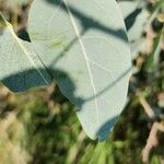 Populus euphratica Deilen