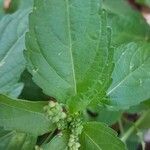 Mercurialis annua Leht