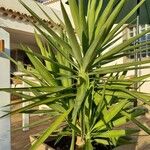 Yucca aloifolia Folha