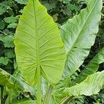 Typhonodorum lindleyanum Leaf
