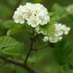 Crataegus mollis फूल