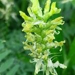 Astragalus cicer പുഷ്പം