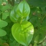 Peperomia serpensЛист