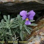 Viola diversifolia Habitatea