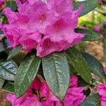 Rhododendron argyrophyllum Flor